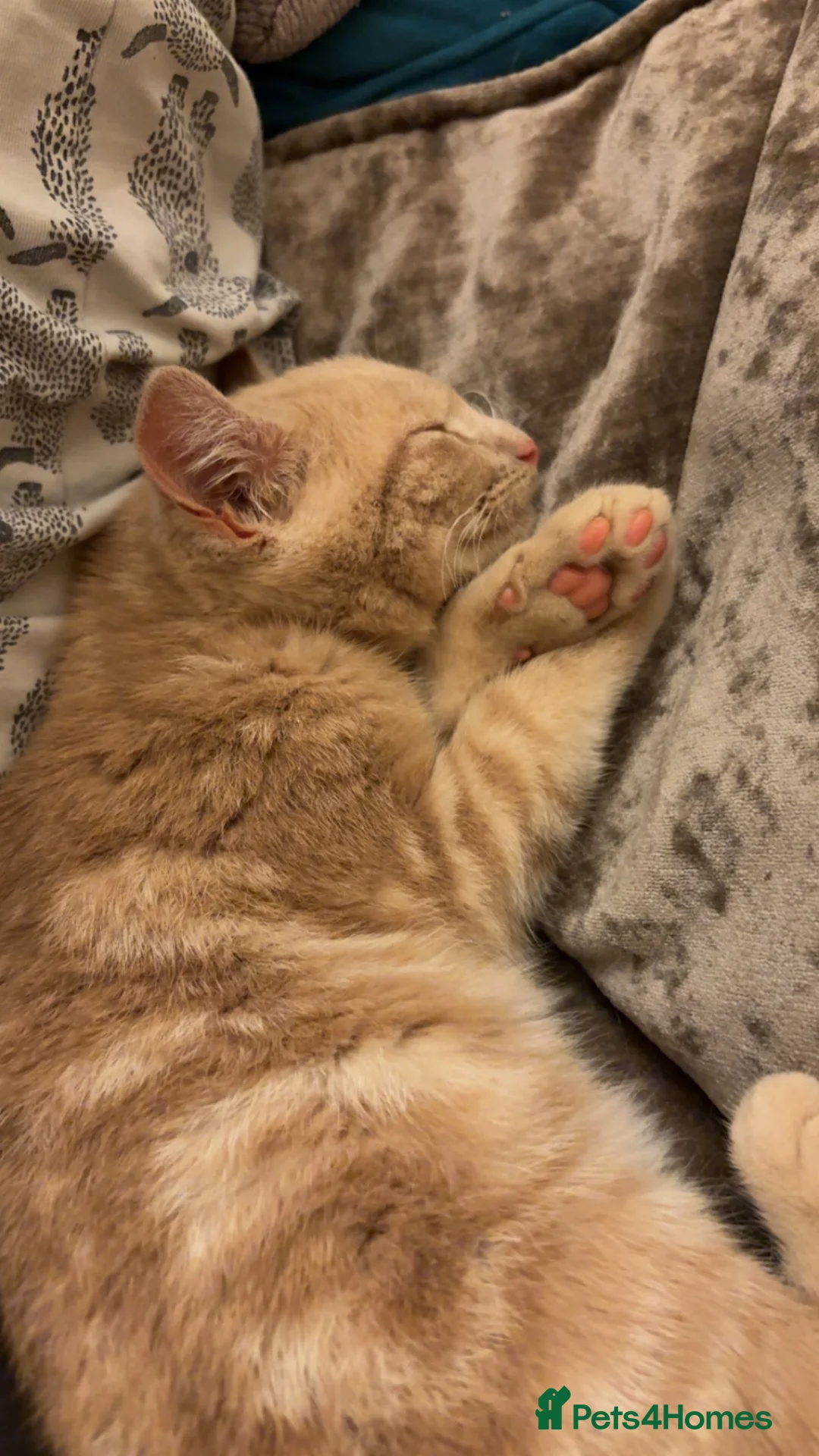 Mixed Breed cats for sale: Beautiful friendly baby  - Advert 1