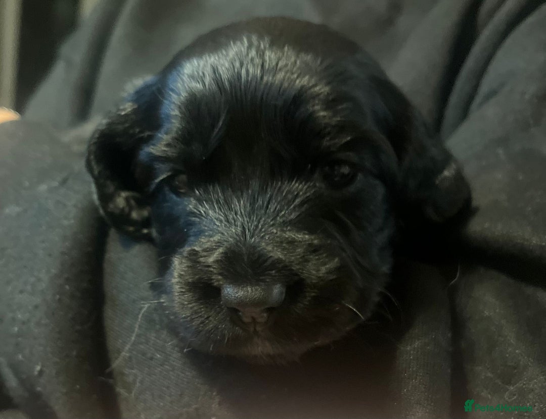 Sprocker dogs for sale: The Best of Both Worlds: Laid-Back & Brainy  - Advert 1