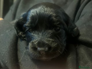 Sprocker dogs The Best of Both Worlds: Laid-Back & Brainy - Advert 8