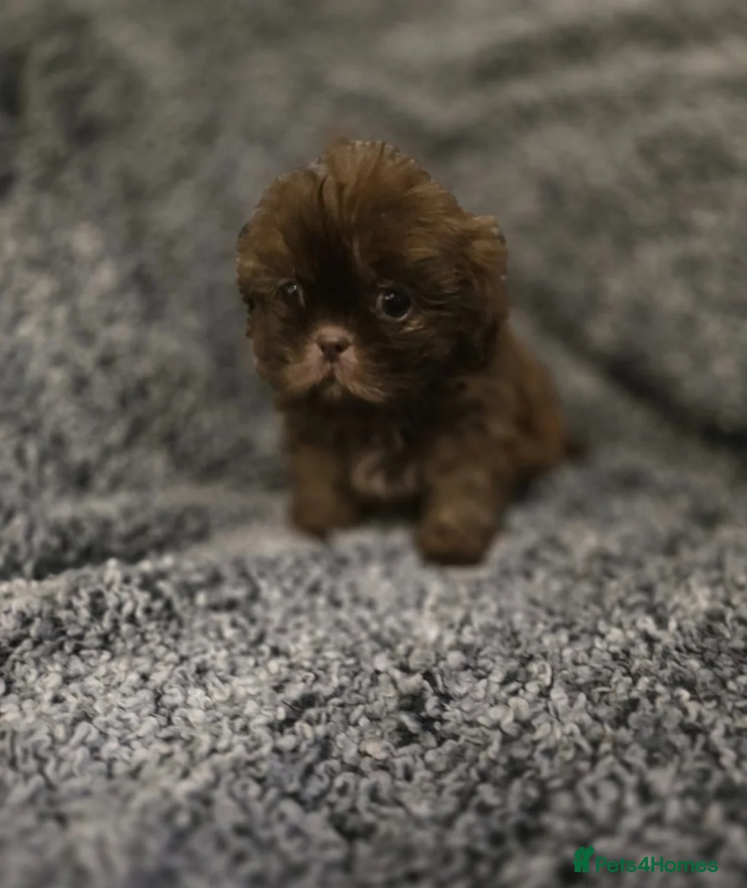 Shih Tzu dogs for sale: Imperial shih-tzu (karashishi) - Advert 1