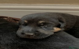 Mixed Breed dogs for sale: Labrador x German Shepard puppies - Image 14
