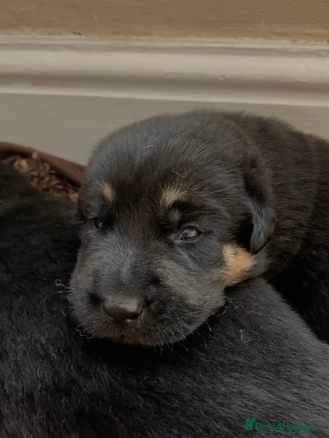 Mixed Breed dogs for sale: Labrador x German Shepard puppies - Image 14