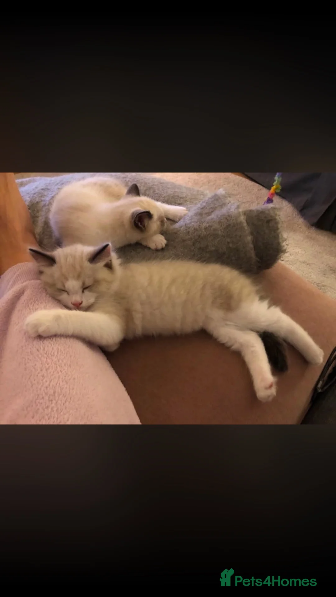 Ragdoll cats for sale: Beautiful Ragdoll Boy  in Hertford - Advert 11