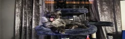 Maine Coon cats for stud: Meet nala  - Advert 5