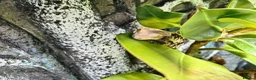 Gecko reptiles for sale: M Crested Gecko with Enclosure - Advert 2
