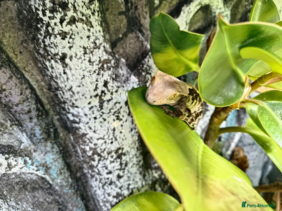 Gecko reptiles for sale: M Crested Gecko with Enclosure - Advert 2
