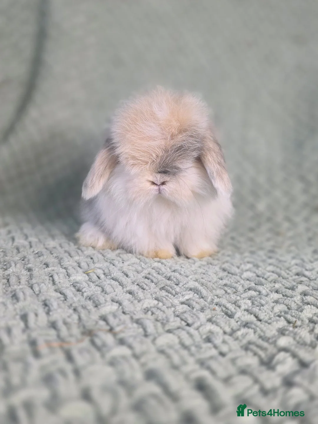 Mini Lop rabbits for sale: Cashmere mini lop buck in Bristol - Advert 1