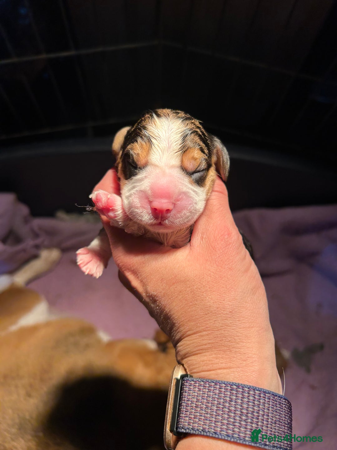Beagle dogs for sale: KC Registered Top Quality Beagle Puppy home reared - Image 4
