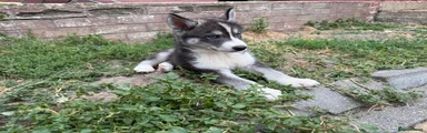 Siberian Husky 1