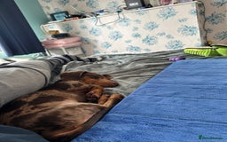 Dachshund dogs for sale: Gorgeous, playful dapple Dachshund for rehoming - Image 9