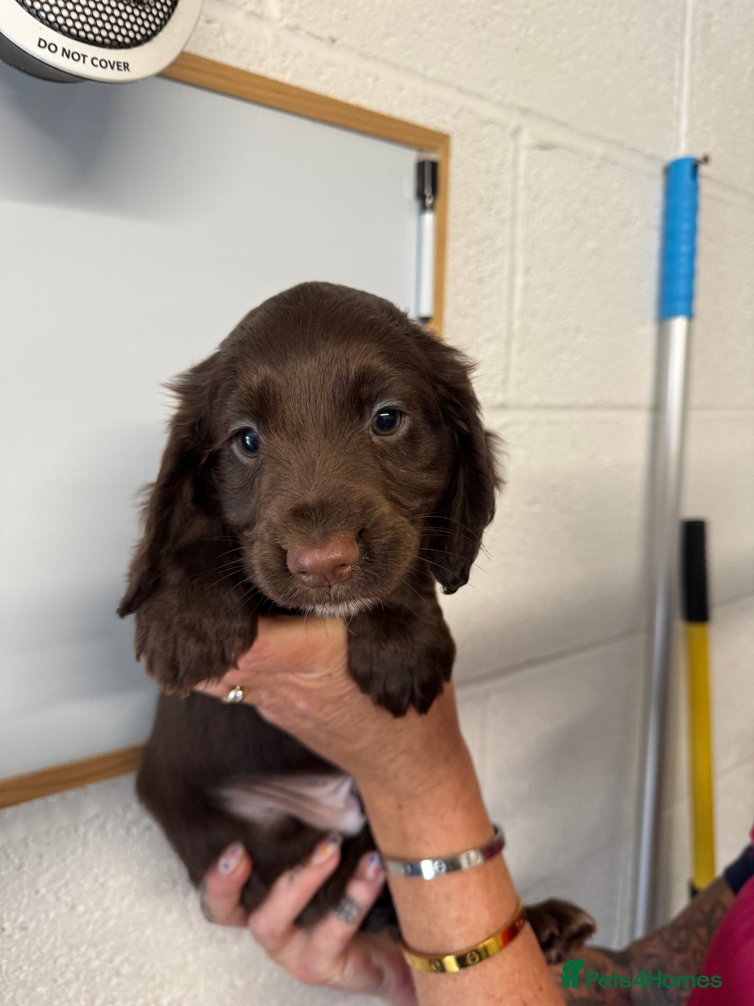 Cocker Spaniel dogs for sale: Working cocker spaniel pups - Image 1