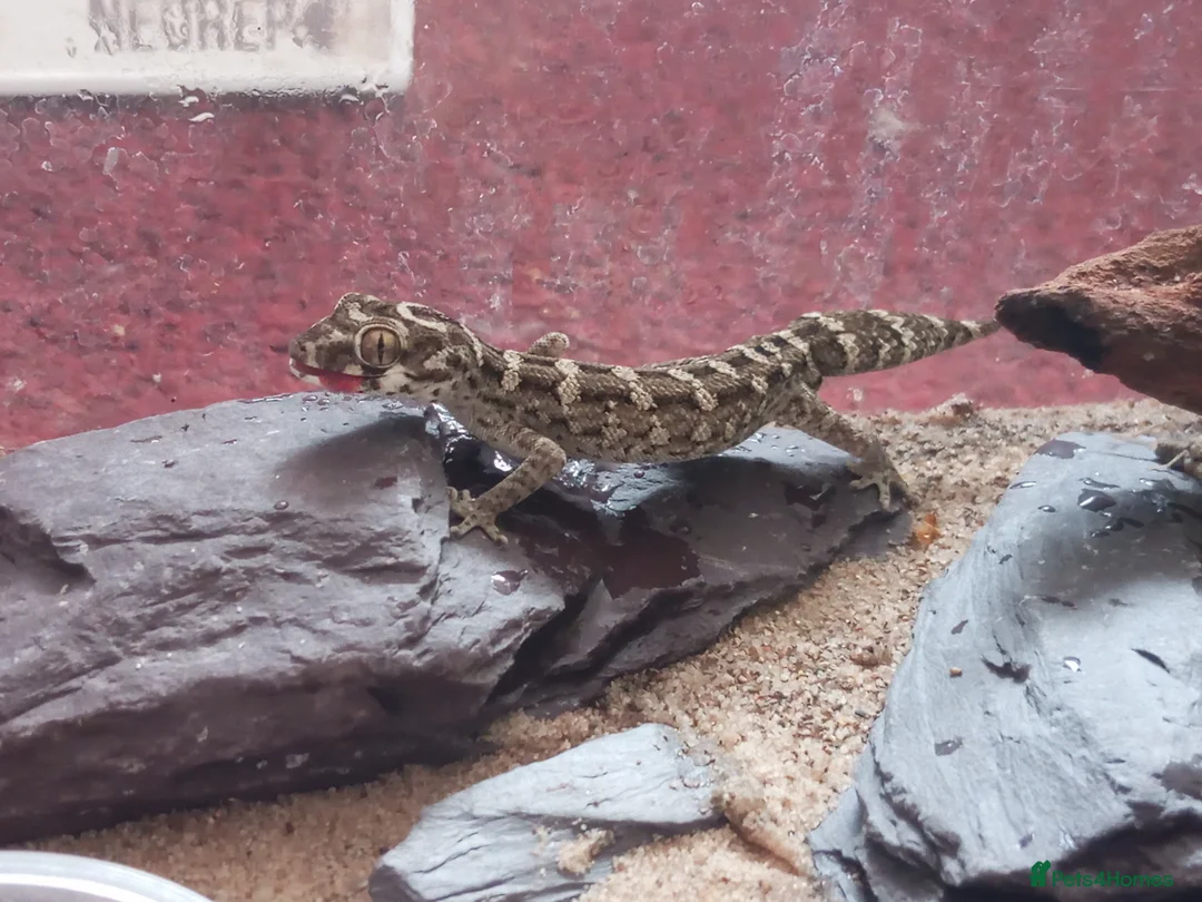 Gecko reptiles for sale: Cb25 & 26 Viper Geckos in Loughborough - Advert 2