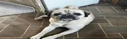 Pug dogs for sale: Beautiful female pug in Pontefract - Advert 1