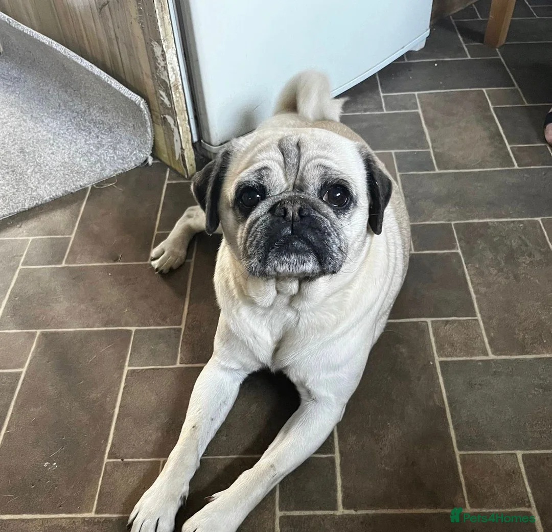 Pug dogs for sale: Beautiful female pug in Pontefract - Advert 1