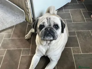 Pug dogs Beautiful female pug - Advert 1