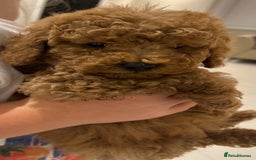 Poochon dogs for sale: Poochon puppies  - Image 3