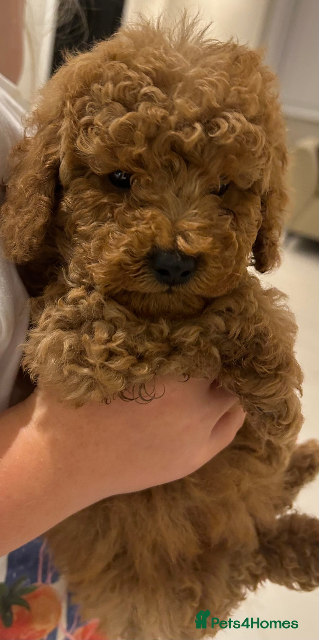 Poochon dogs for sale: Poochon puppies  - Image 3