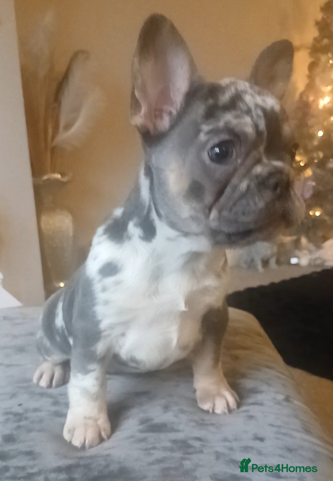 French Bulldog dogs French Bulldog Merles carrying fluffy ready to go. - Advert 1