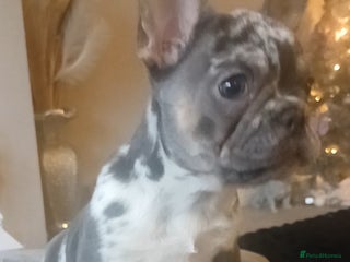 French Bulldog dogs French Bulldog Merles carrying fluffy ready to go. - Advert 4