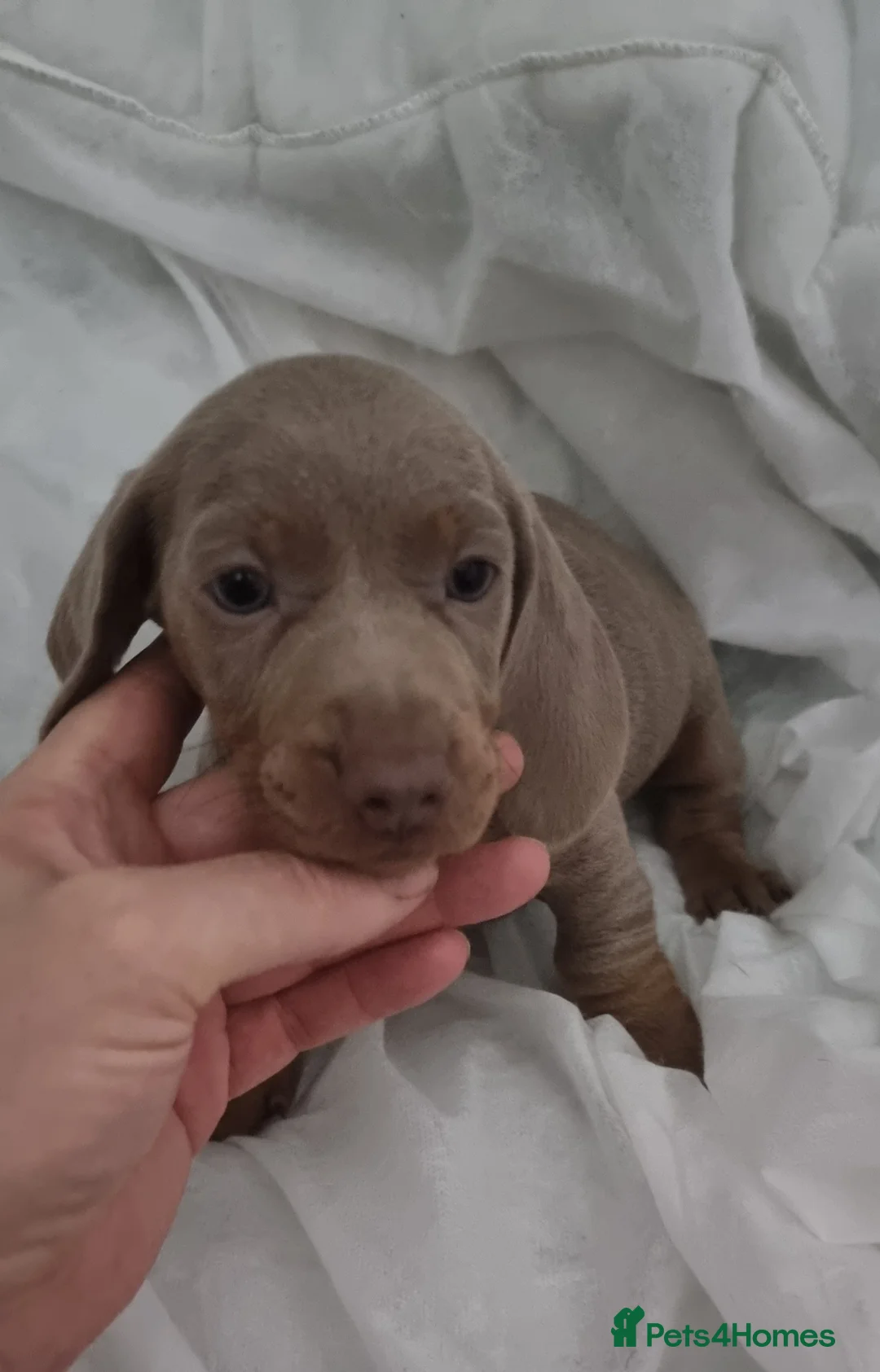 Miniature Dachshund dogs for sale: Only 2 Girls and 1 Boy Left  - Advert 11