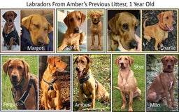 Labrador Retriever dogs for sale: Red Fox Labs : Health Checked-KC Reg-FTCH Pedigree - Image 12