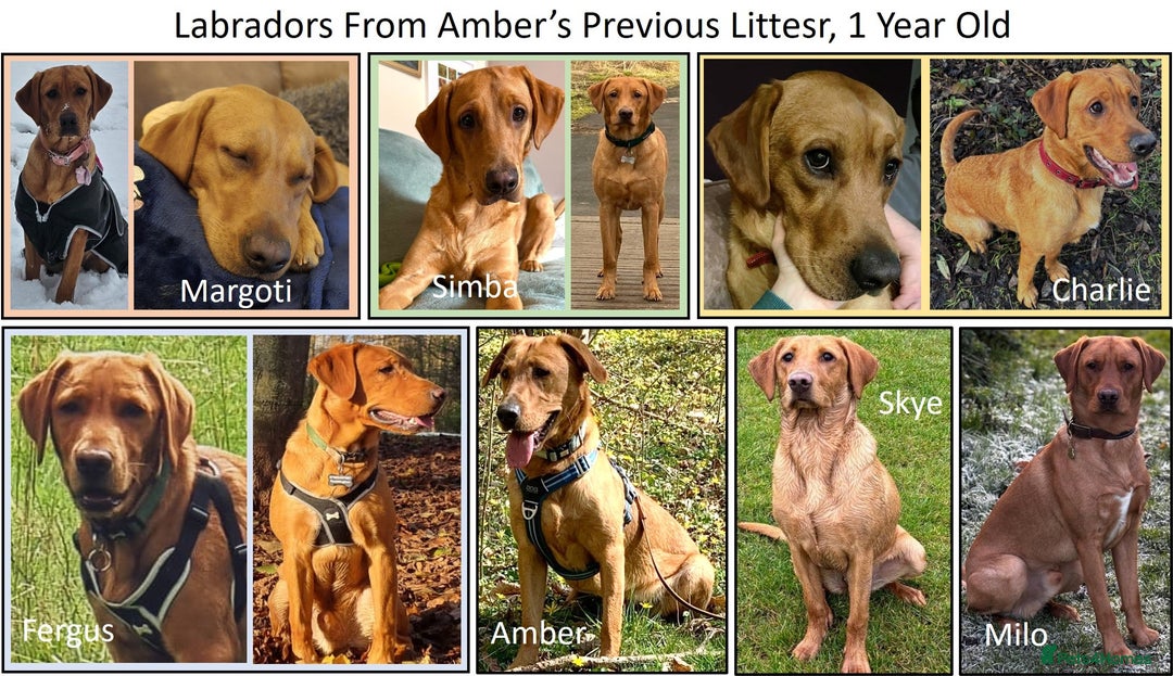 Labrador Retriever dogs for sale: Red Fox Labs : Health Checked-KC Reg-FTCH Pedigree - Image 12