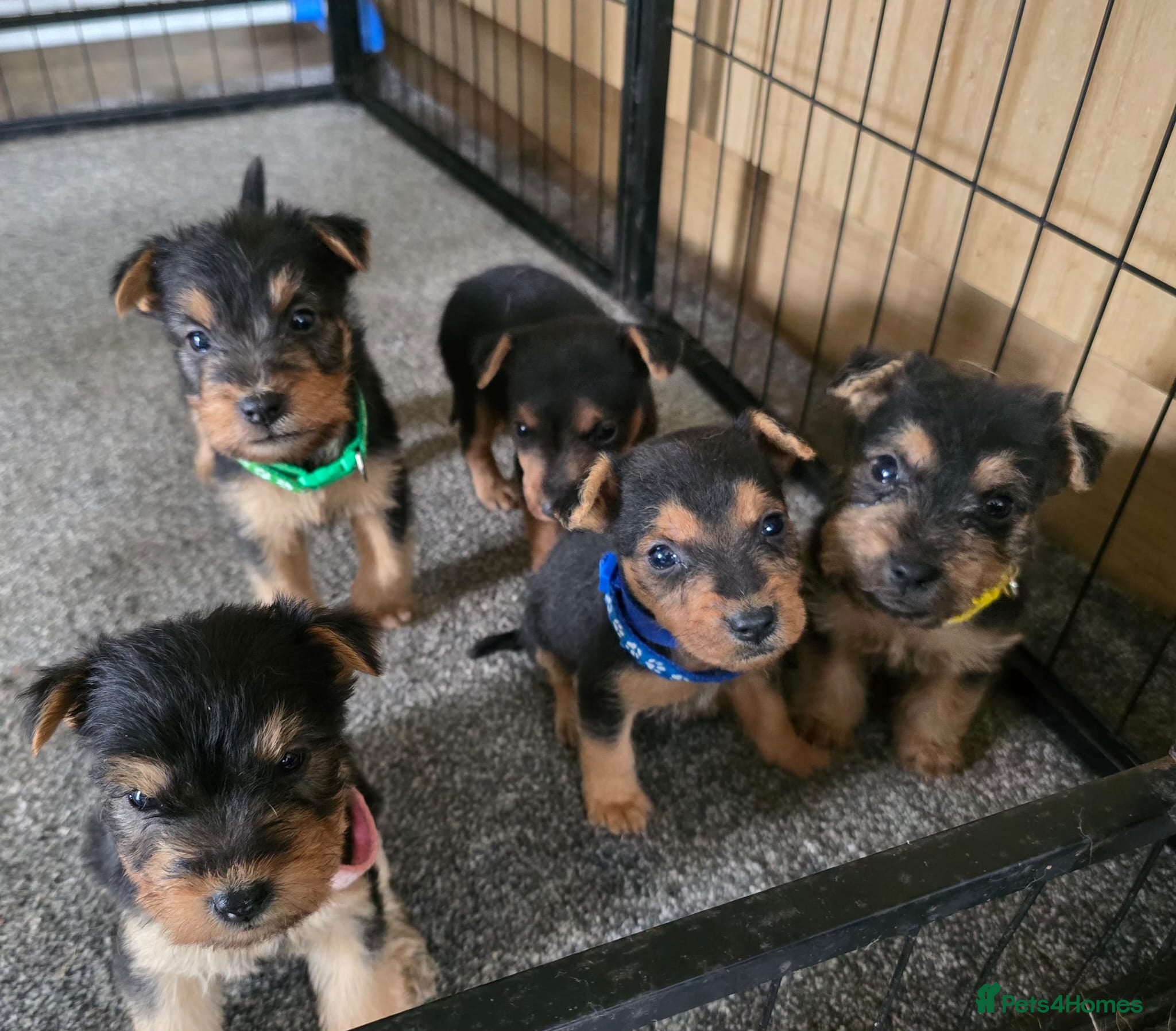 Lakeland Terrier dogs Stunning Middleton line Lakeland terrier puppies - Advert 2