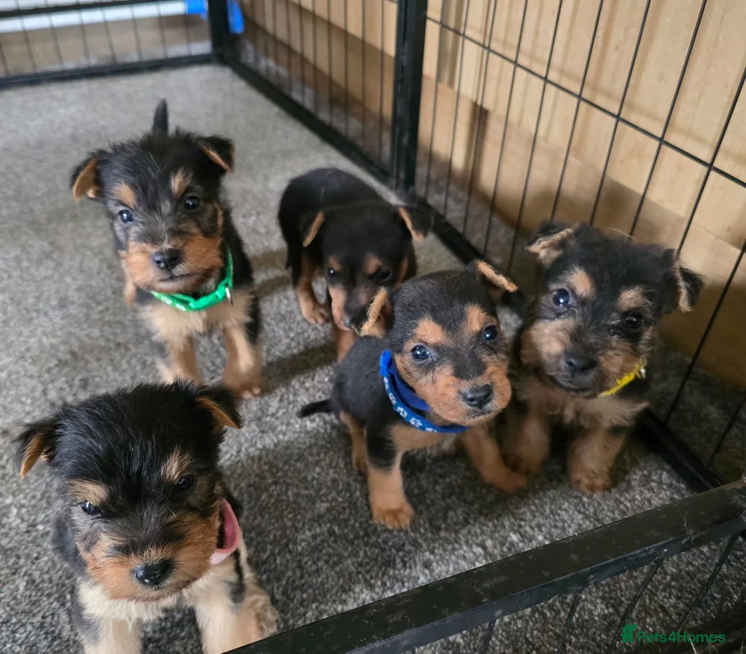Lakeland Terrier dogs for sale: Stunning Middleton line Lakeland terrier puppies - Advert 1