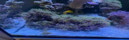 Other/Mixed Breed fish for sale:  Marine Tank Shutdown – Full Livestock Package  in London - Advert 10