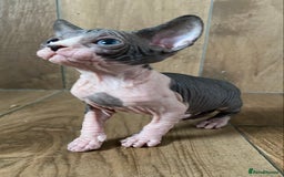 Sphynx cats for sale: Kittens sphinx Canadian girl blue eyes  - Image 3