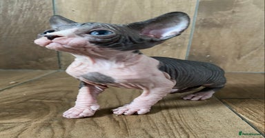 Sphynx cats - Advert 14