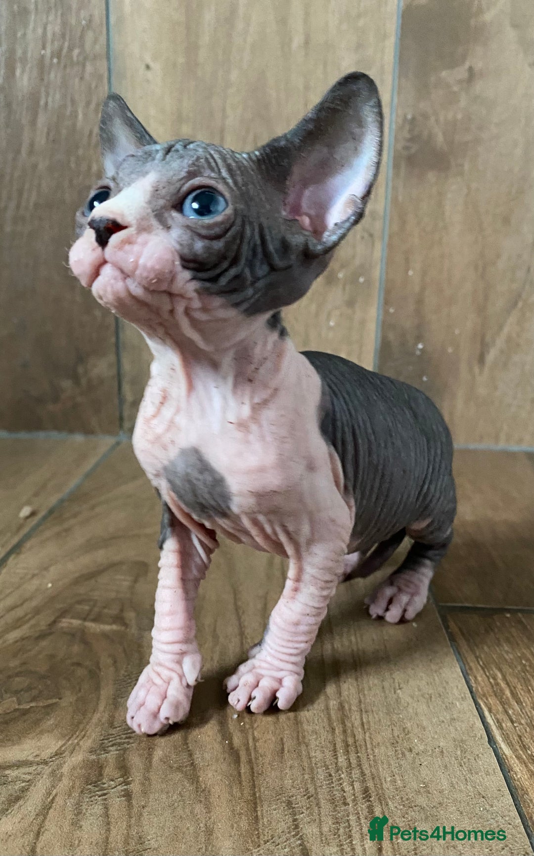 Sphynx cats for sale: Kittens sphinx Canadian girl blue eyes  - Image 3