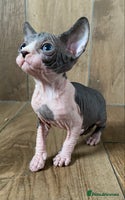 Sphynx cats - Advert 3