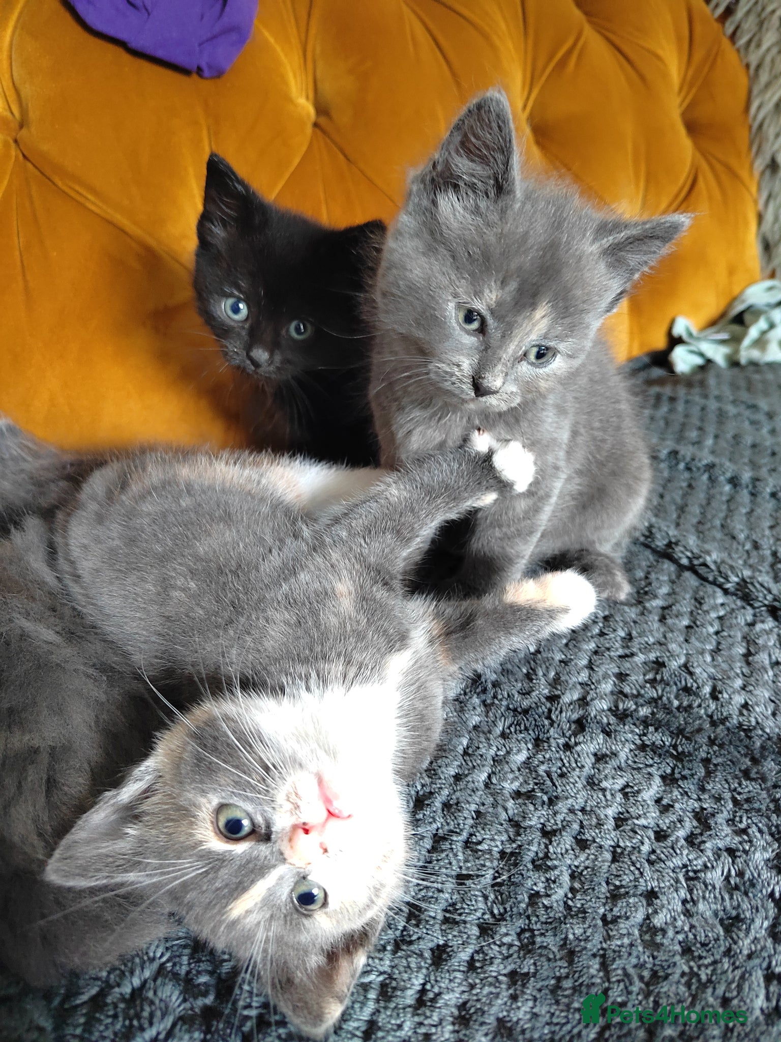 Mixed Breed cats for sale: Beautiful grey, tortoiseshell, black kittens in Wakefield - Advert 13