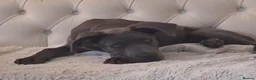 Cane Corso dogs for sale: 13 week old beautiful cane corso female pup  - Advert 4