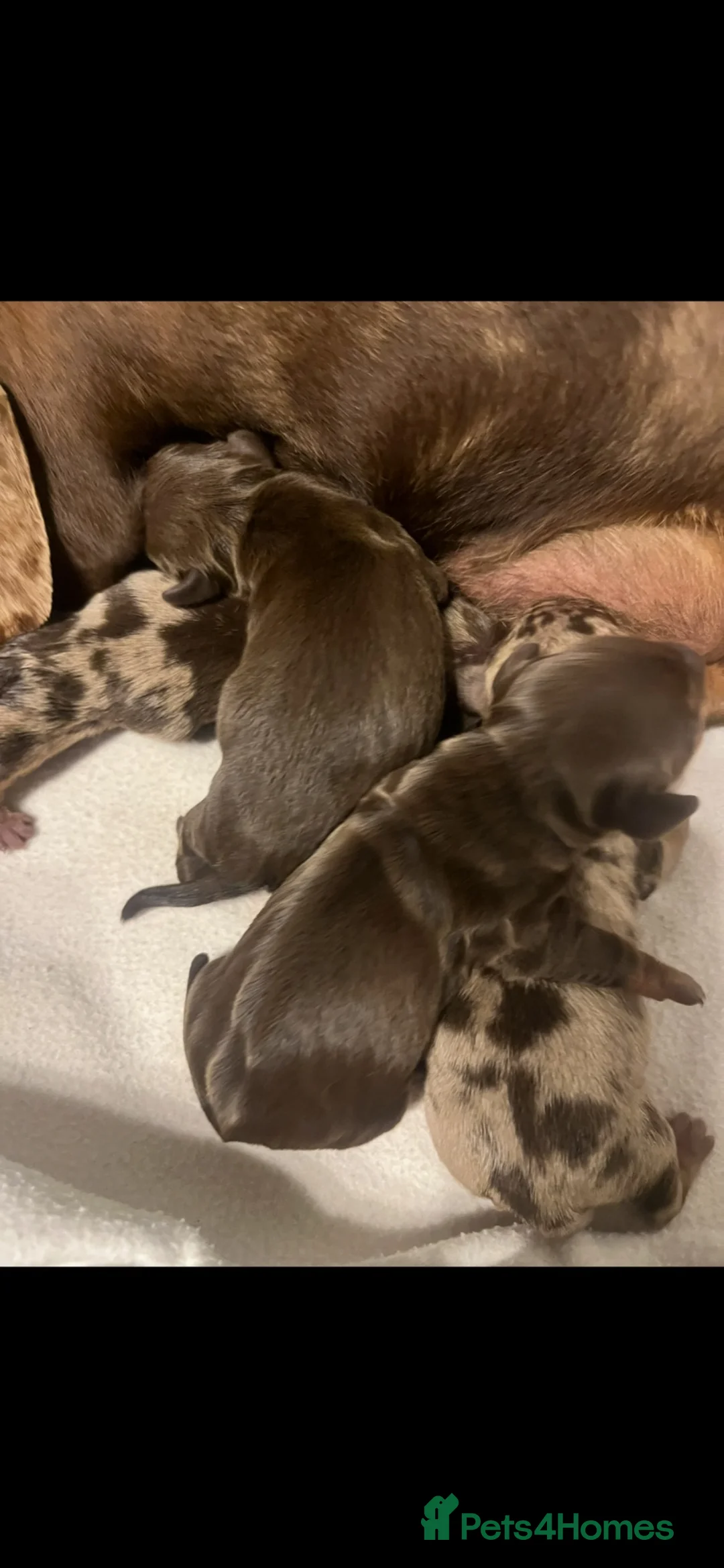 Miniature Dachshund dogs for sale: 4 miniature dachshunds - Advert 2