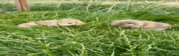 Mixed Breed rabbits for sale: Baby bunnies  in Boston - Advert 10
