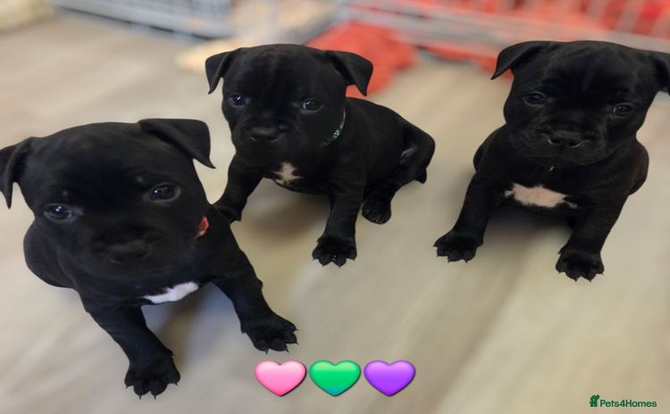 Staffordshire Bull Terrier dogs - Advert 2