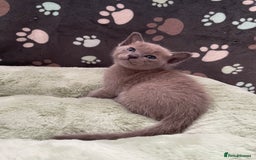 Tonkinese cats for sale: GCCF Registered Tonkinese Kittens - Image 3