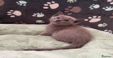 Tonkinese cats - Advert 6