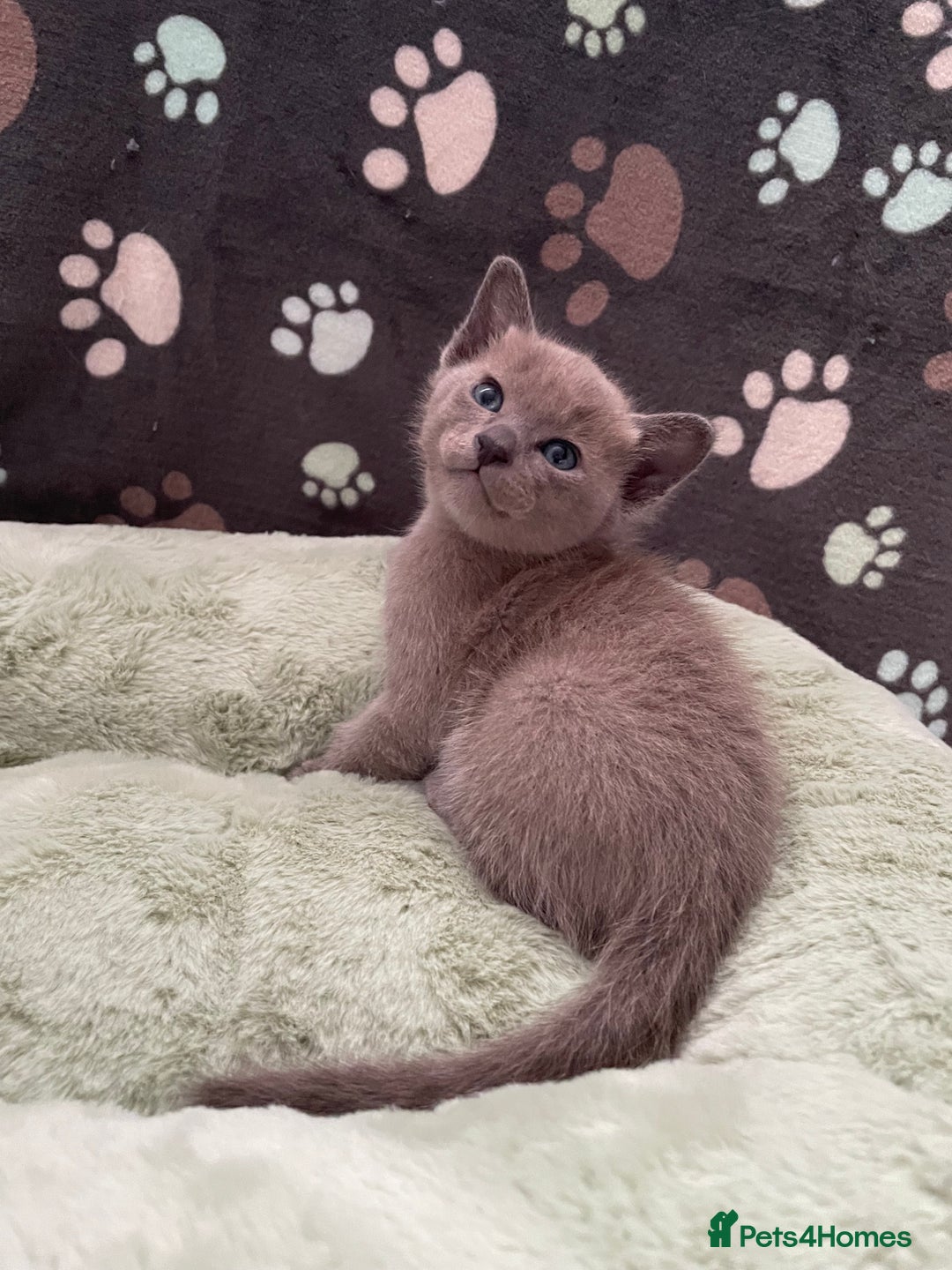 Tonkinese cats for sale: GCCF Registered Tonkinese Kittens - Image 3