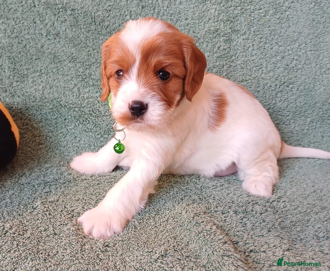 Cavapoo dogs for sale: F2 Cavapoo, Dog breeding license - Advert 1