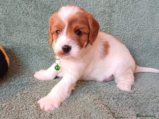 Cavapoo dogs F2 Cavapoo, Dog breeding license - Advert 3