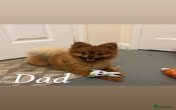 Pomchi dogs for sale: Beautiful fluffy pomchi puppies  - Image 27