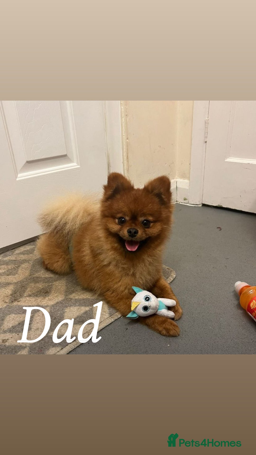Pomchi dogs for sale: Beautiful fluffy pomchi puppies  - Image 27