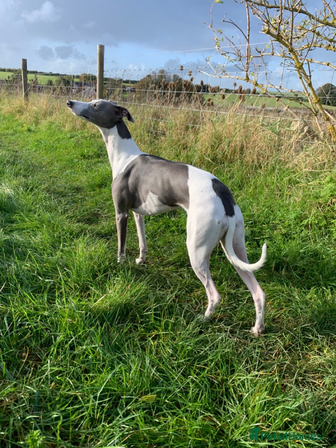Whippet dogs for sale: Pedigree Purebred Blue and Two Toned Whippets - Image 6