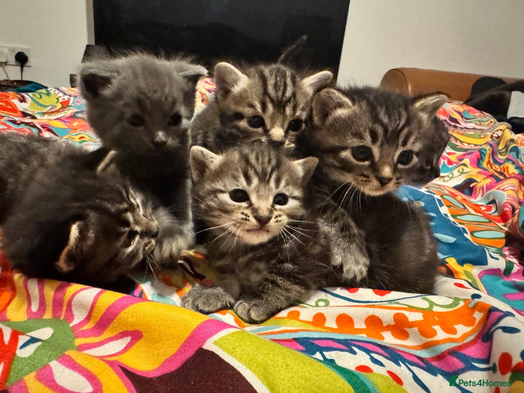Mixed Breed cats for sale: 3 boys 3 girls  - Image 11