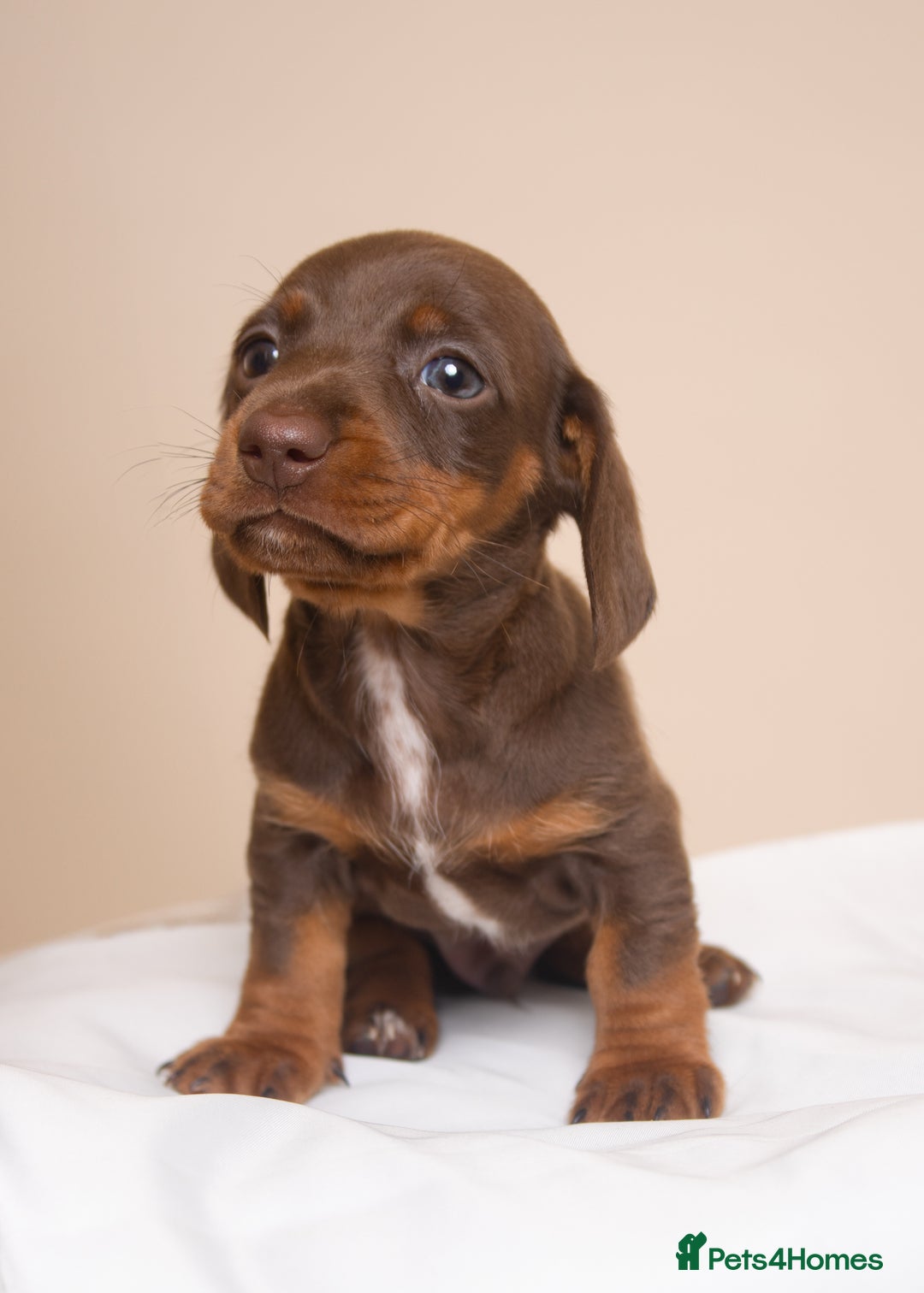 Miniature Dachshund dogs for sale: True Miniature Dachshund Puppies - Advert 2