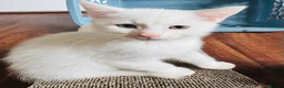 Munchkin cats for sale: Twin brothers  - Advert 8