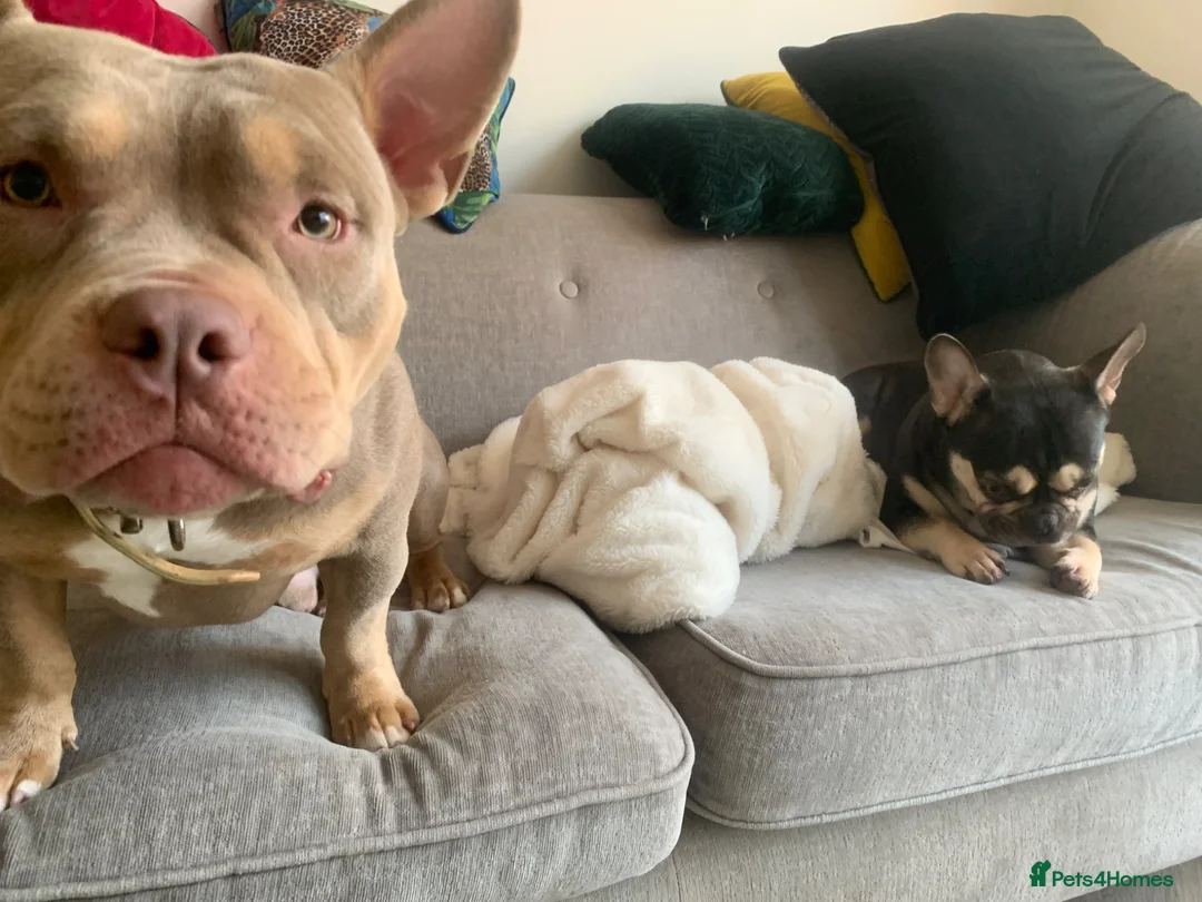 American Bully dogs for sale: 🏡 10-Month-Old Male Pocket Bully 🐾 in Lancaster - Advert 2